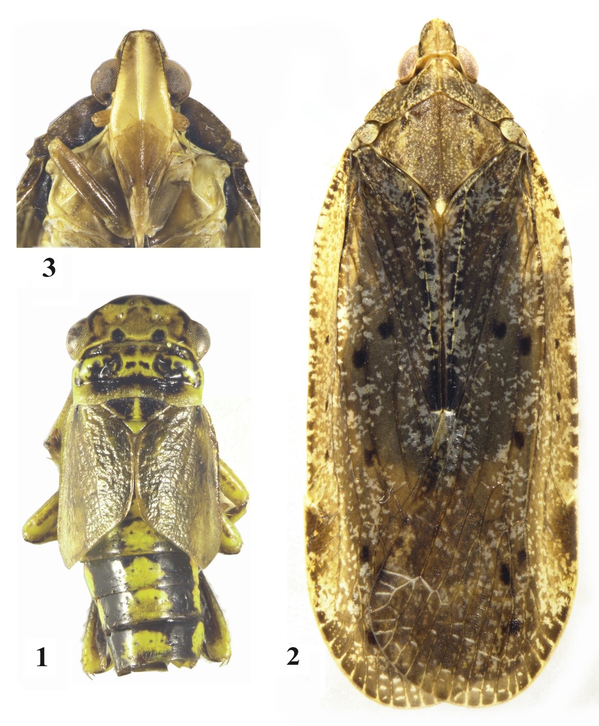Аdditions to the fauna of Auchenorrhyncha (Homoptera) and Heteroptera .