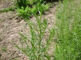 Artemisia Dracunculus L.