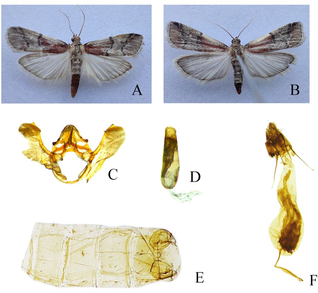 Figure 1. Euzophera alpherakyella