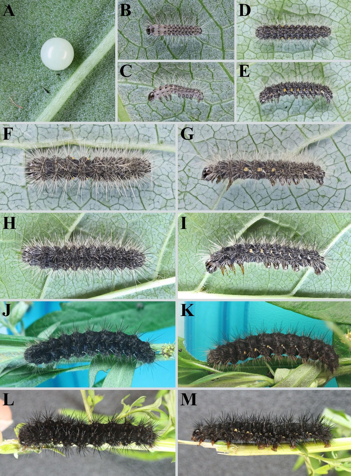 Egg and larvae of Carcinopyga lichenigera