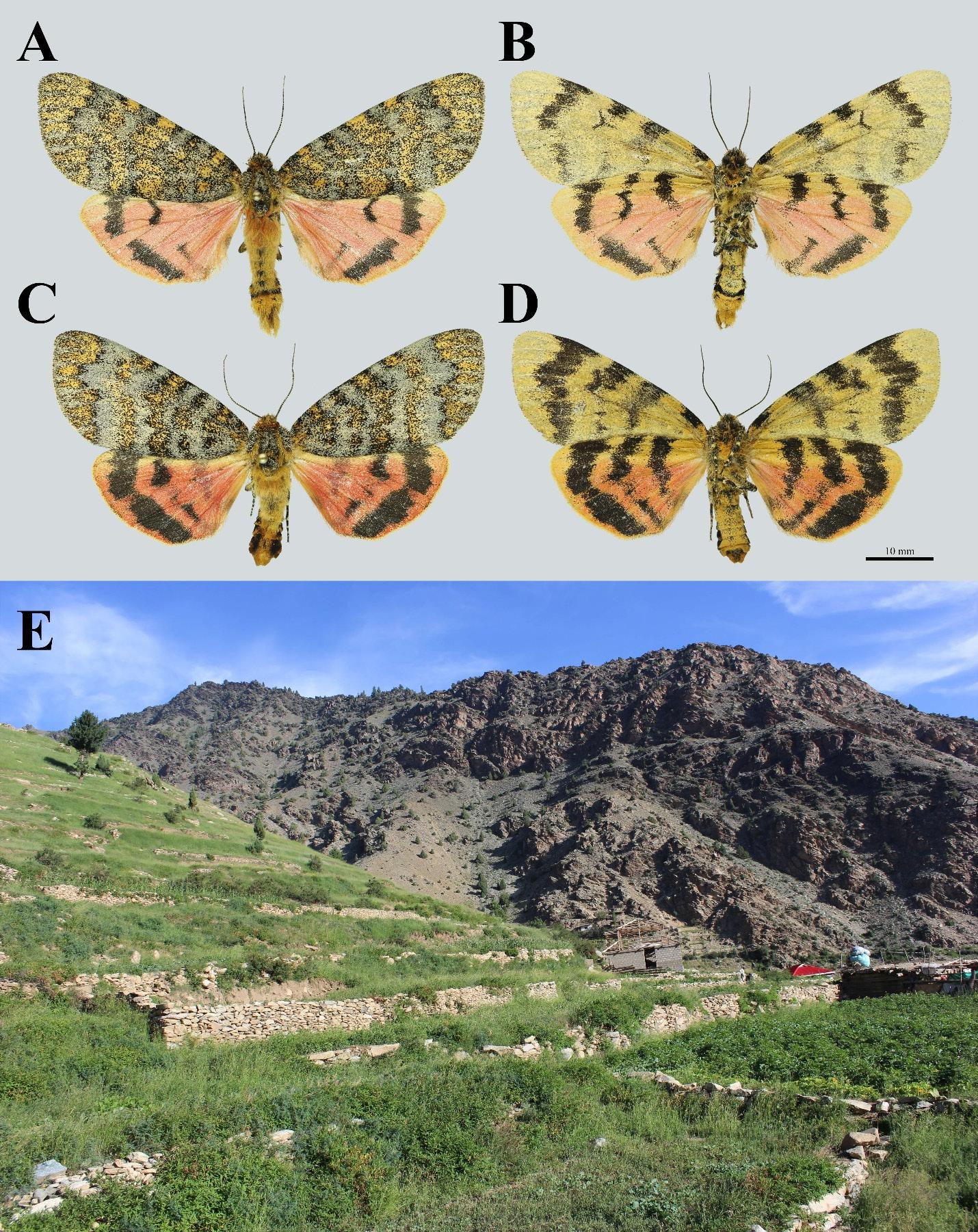 Pupa of Carcinopyga lichenigera