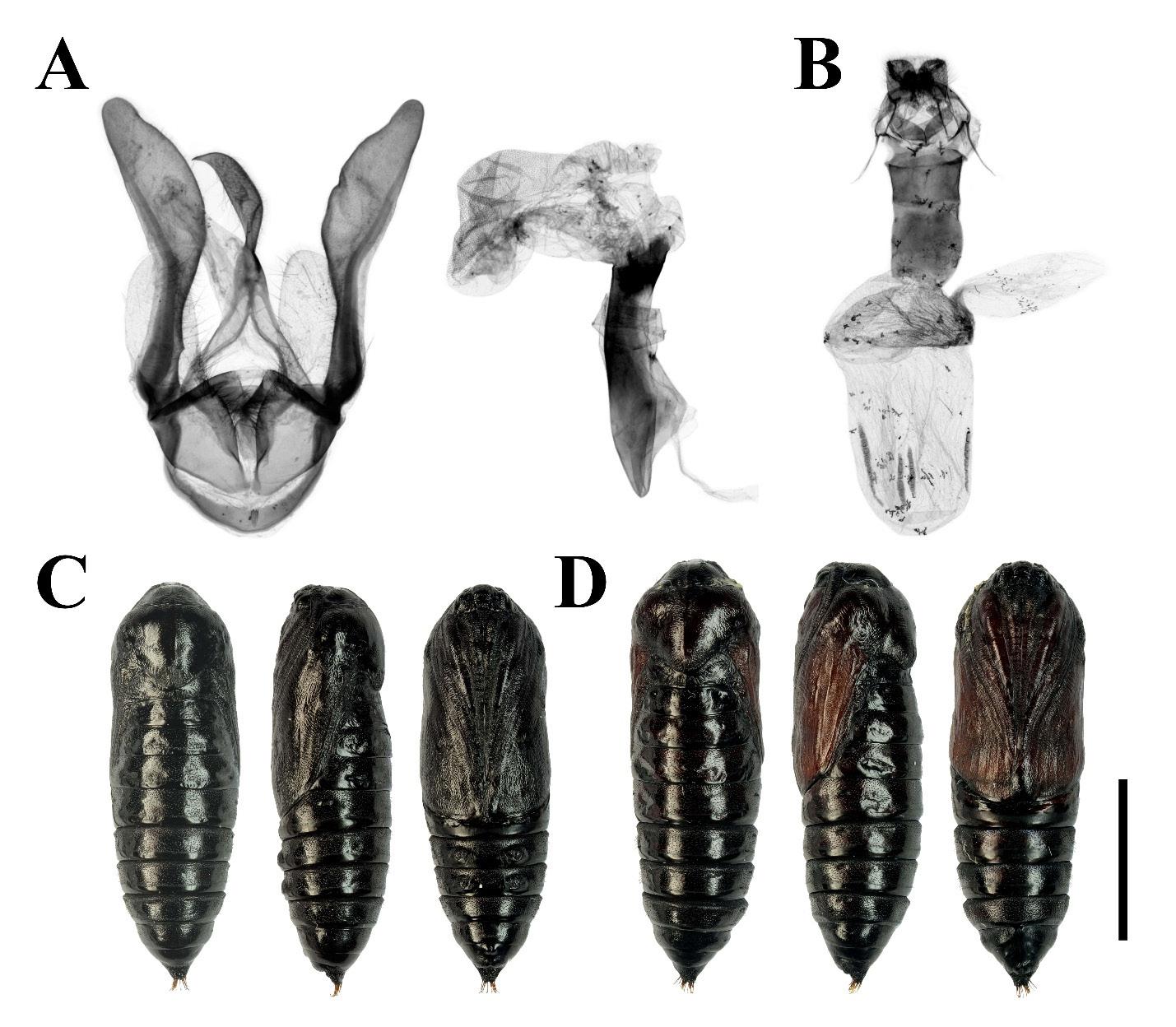 Adults and genitalia of Carcinopyga lichenigera
