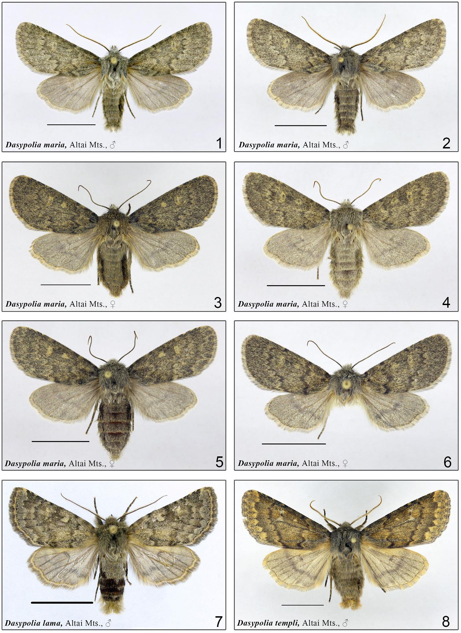 Adults of Dasypolia spp.