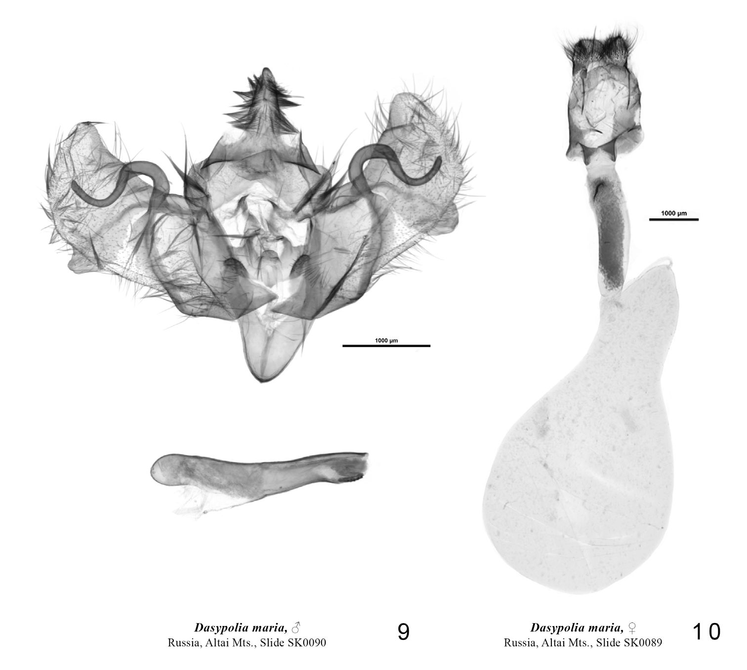 Genitalia of Dasypolia maria