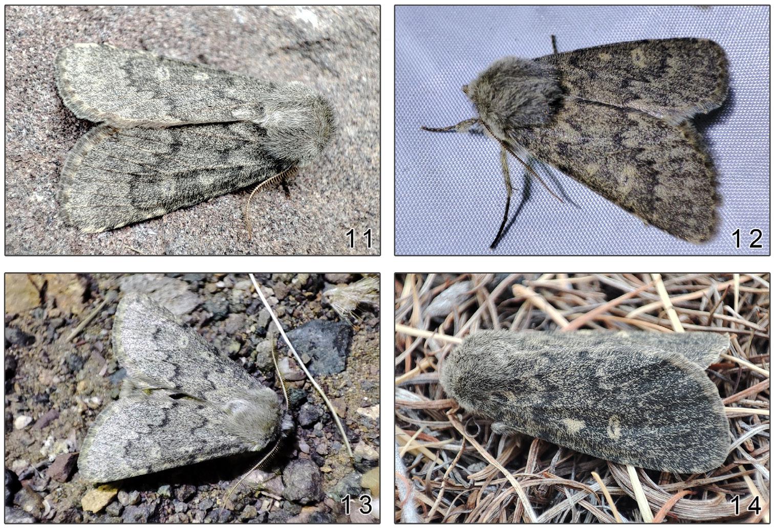 Adult specimens of Dasypolia maria in nature