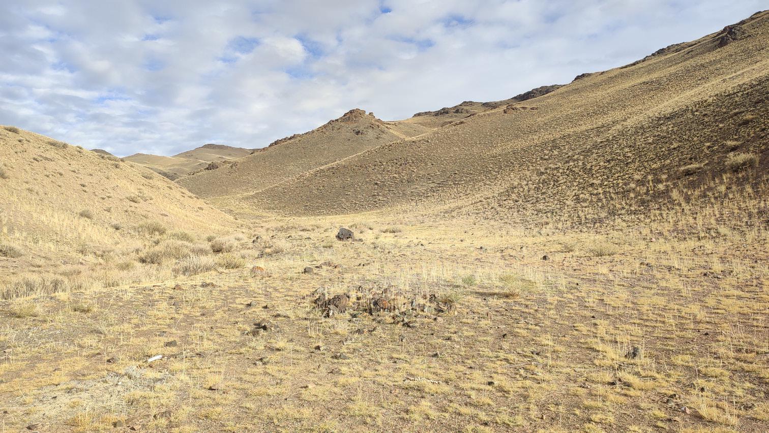 Habitat of Dasypolia maria