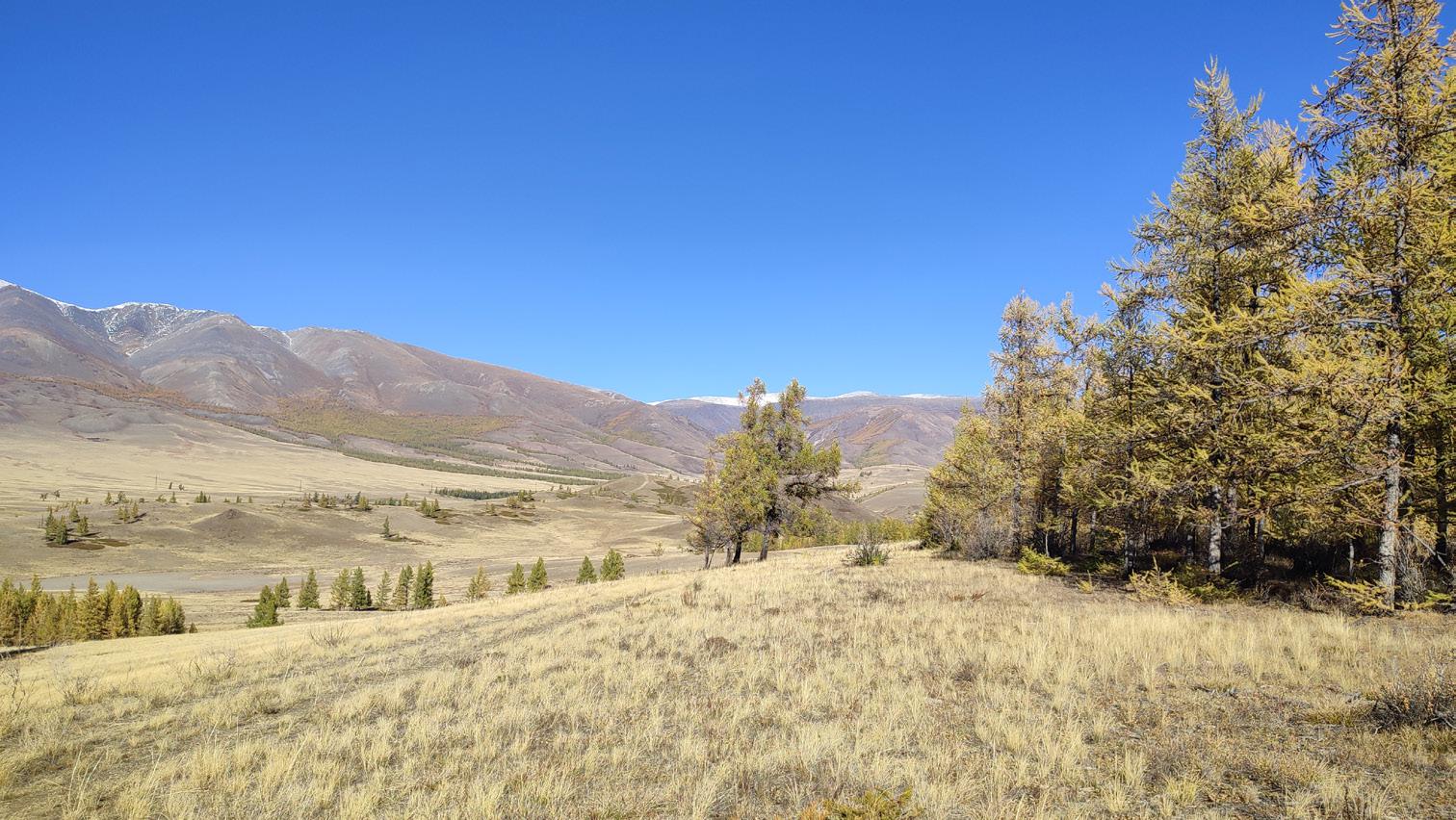 Habitat of Dasypolia maria