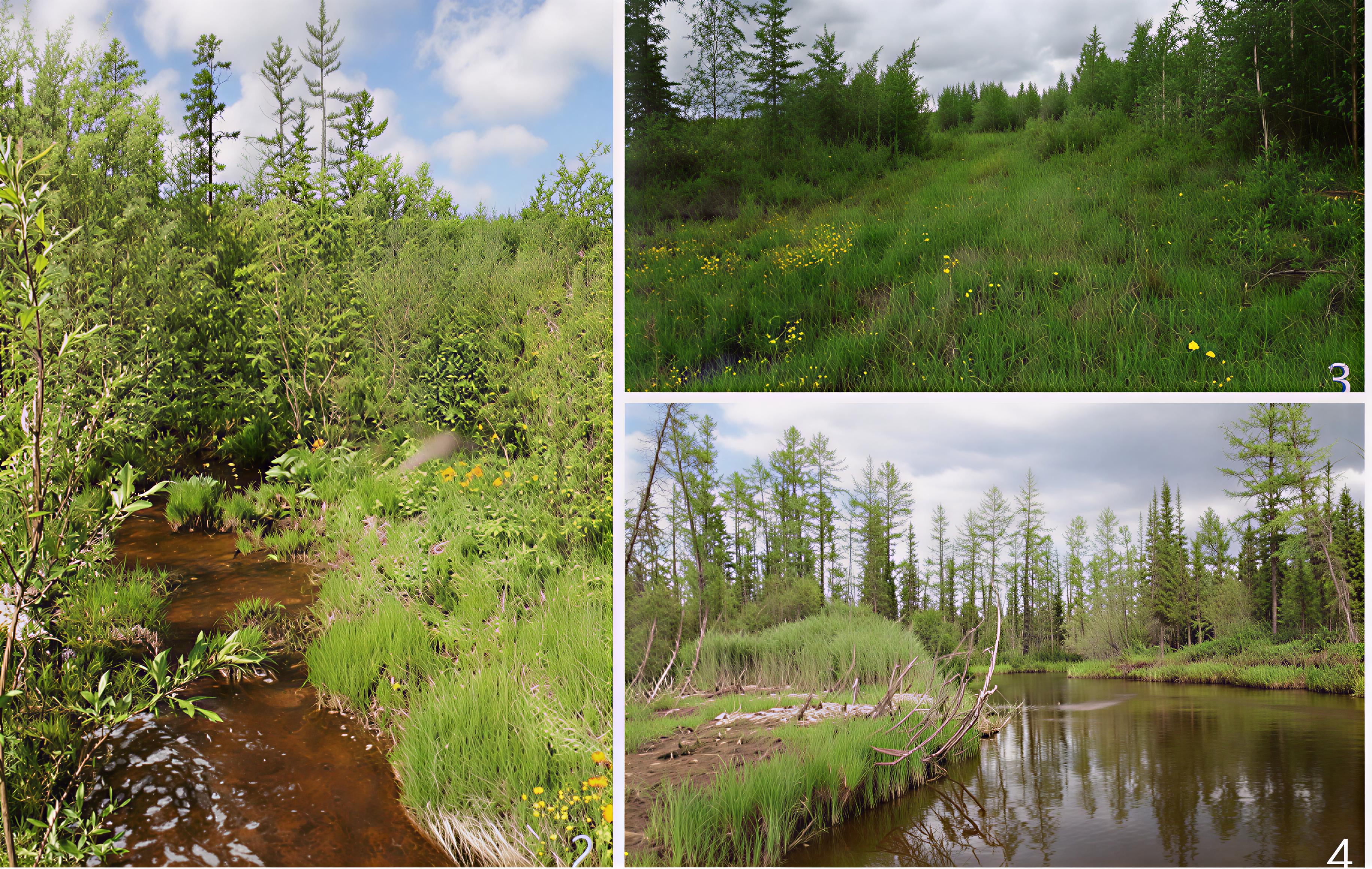 Habitats in Evenkia (all photos by V.G. Nikonova): 2 – E03; 3 – E16; 4 – E07.
