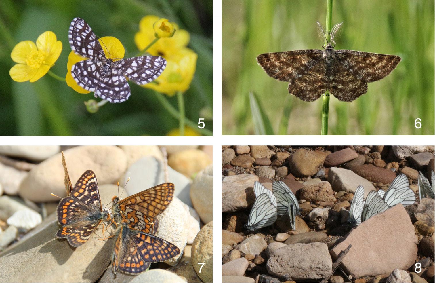 Map showing the location of the collecting site (red circle) in Siberia