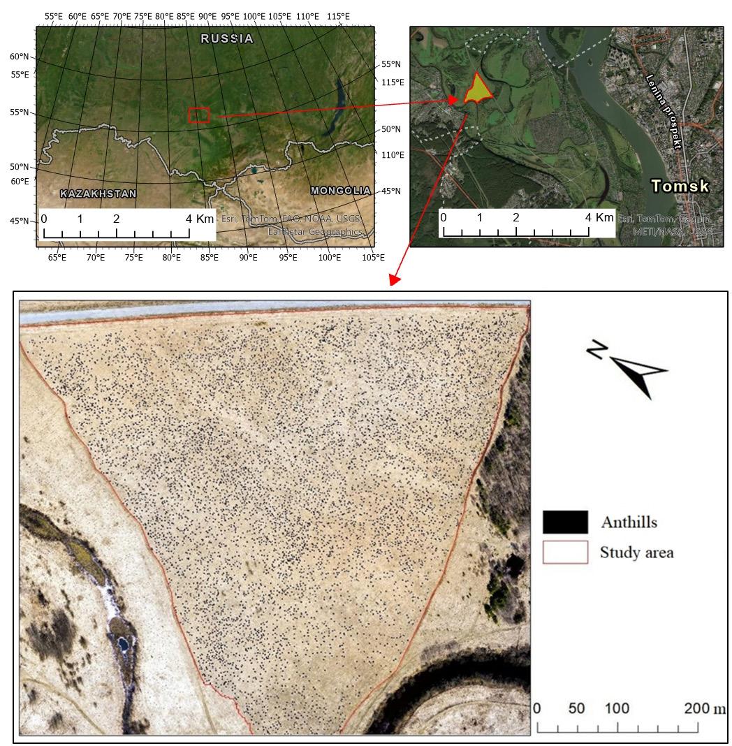 Counted anthills on a site in the floodplain of the Kislovka River
