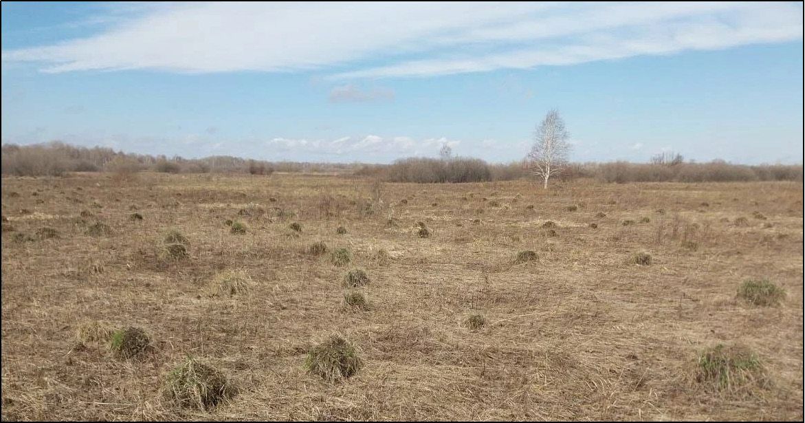 Numerous anthills in the floodplain of the Kislovka River