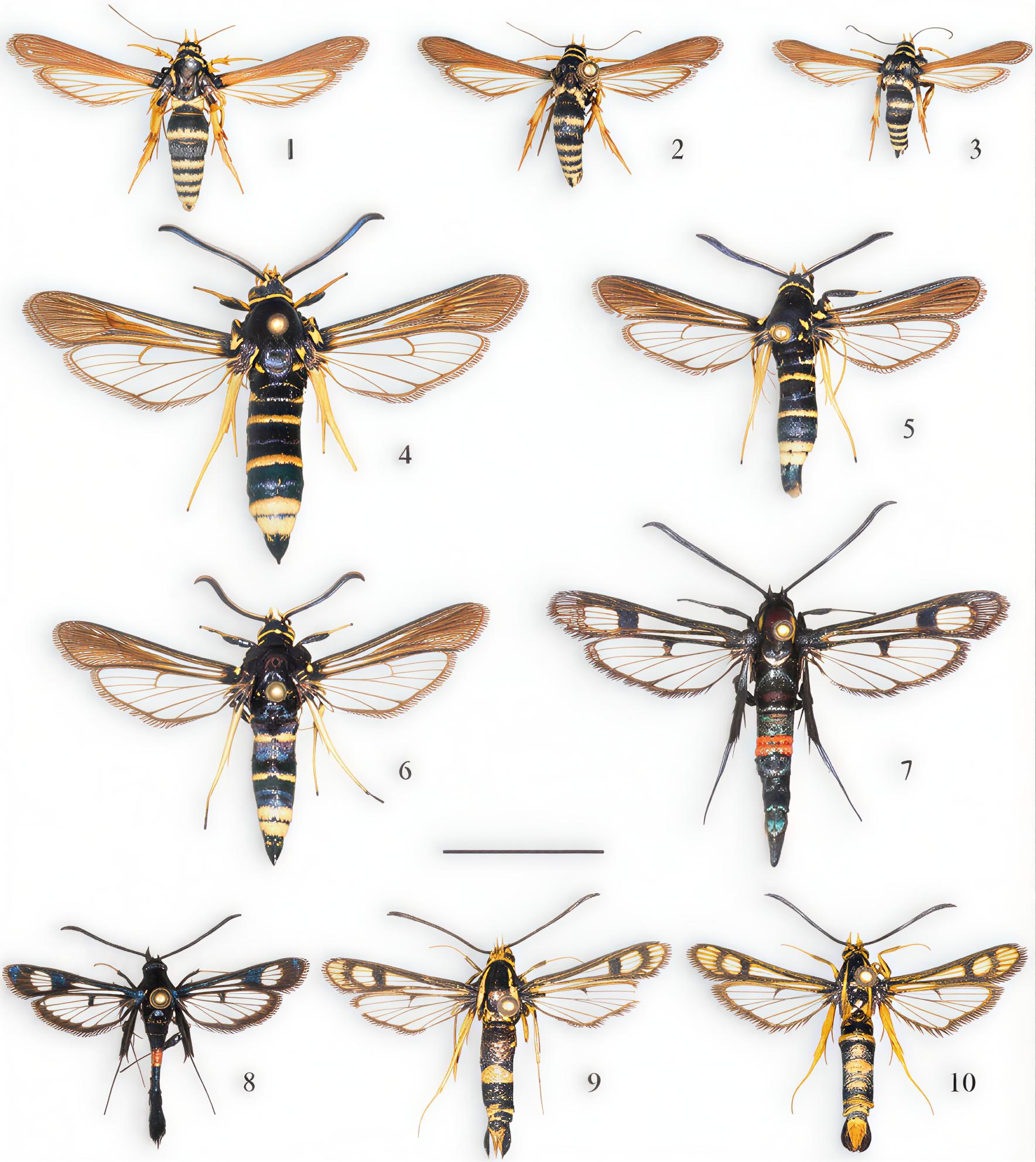 Figures 1–10. Males of Sesiidae. Dorsal view.