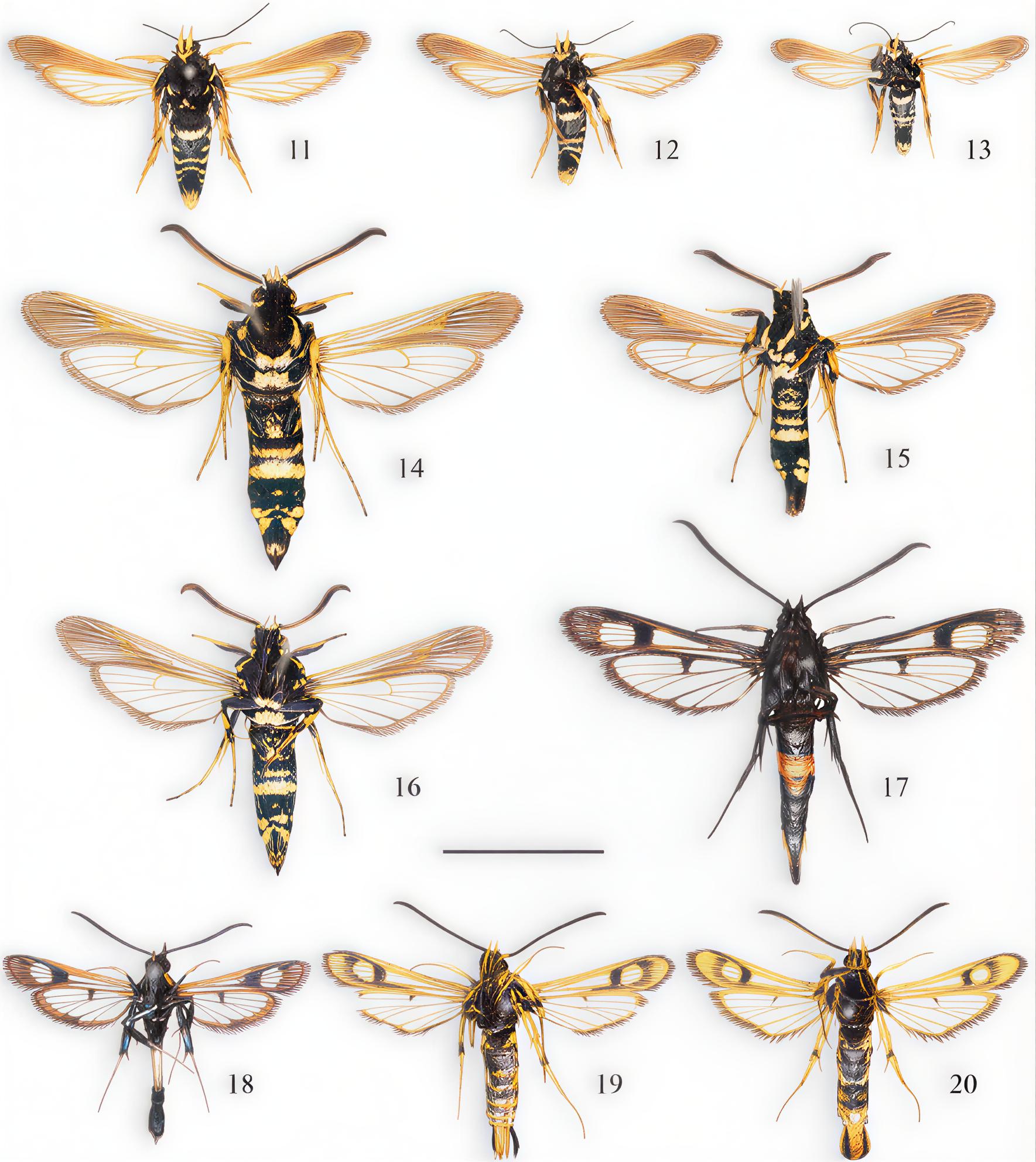 Figures 11–20. Males of Sesiidae. Ventral view.