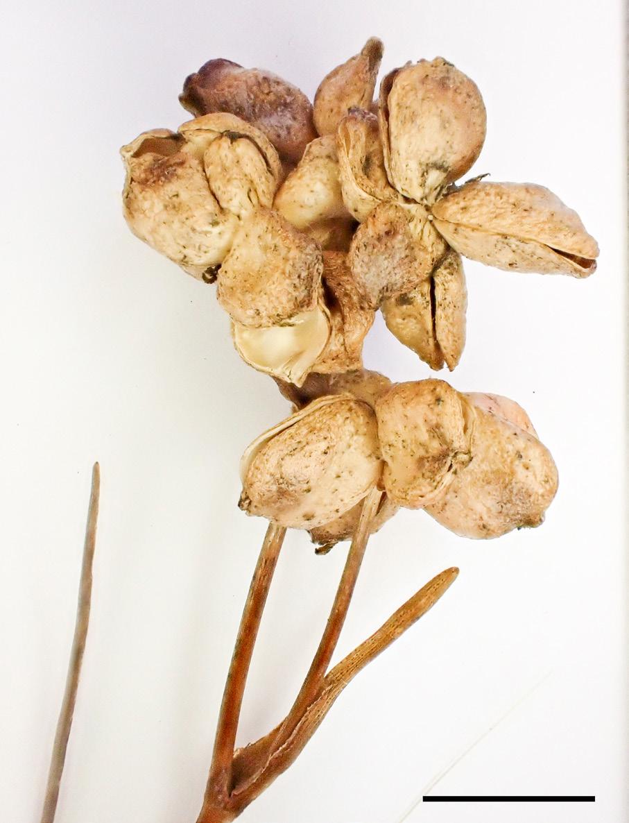 Scheuchzeria palustris infructescence