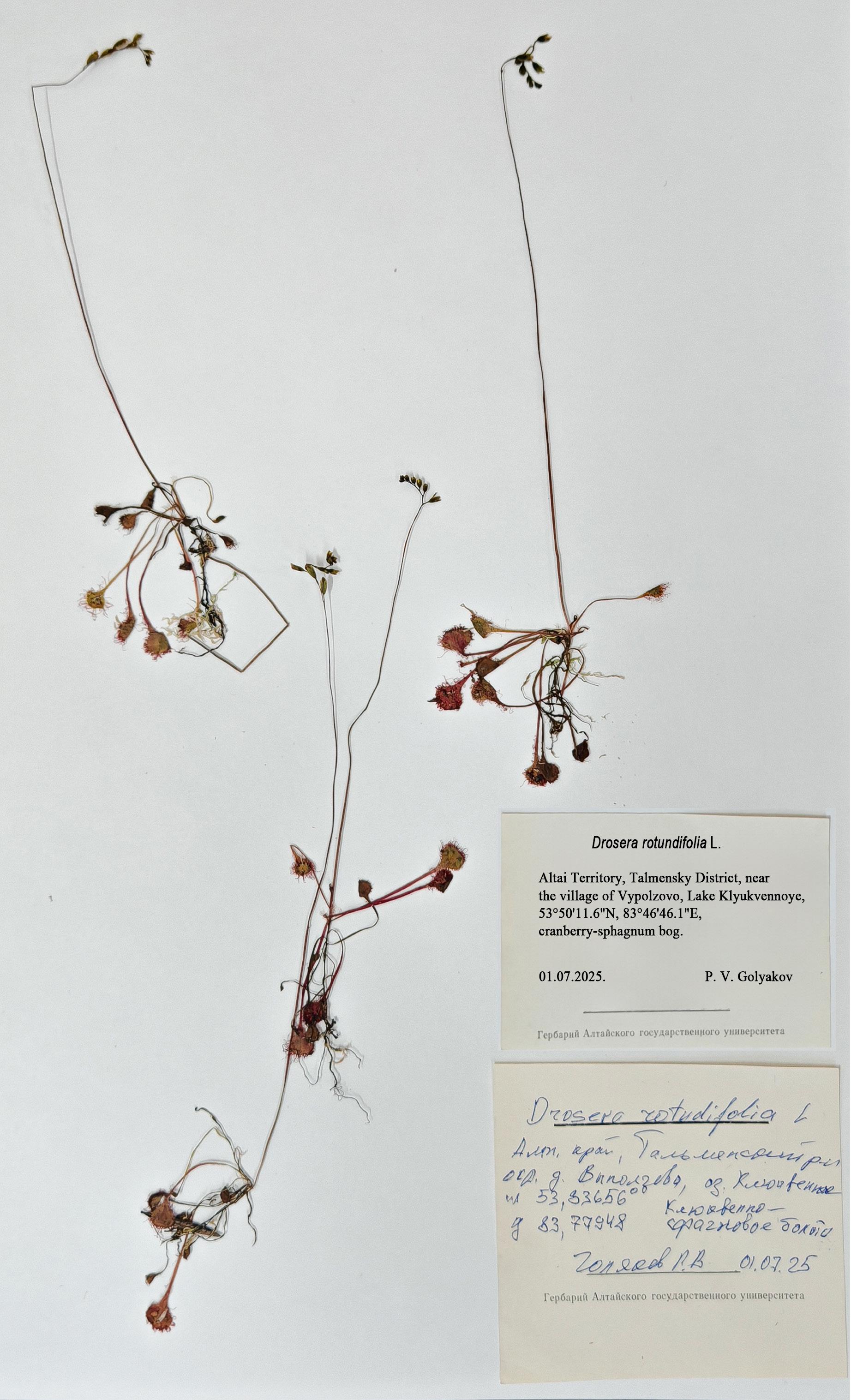 Drosera rotundifolia