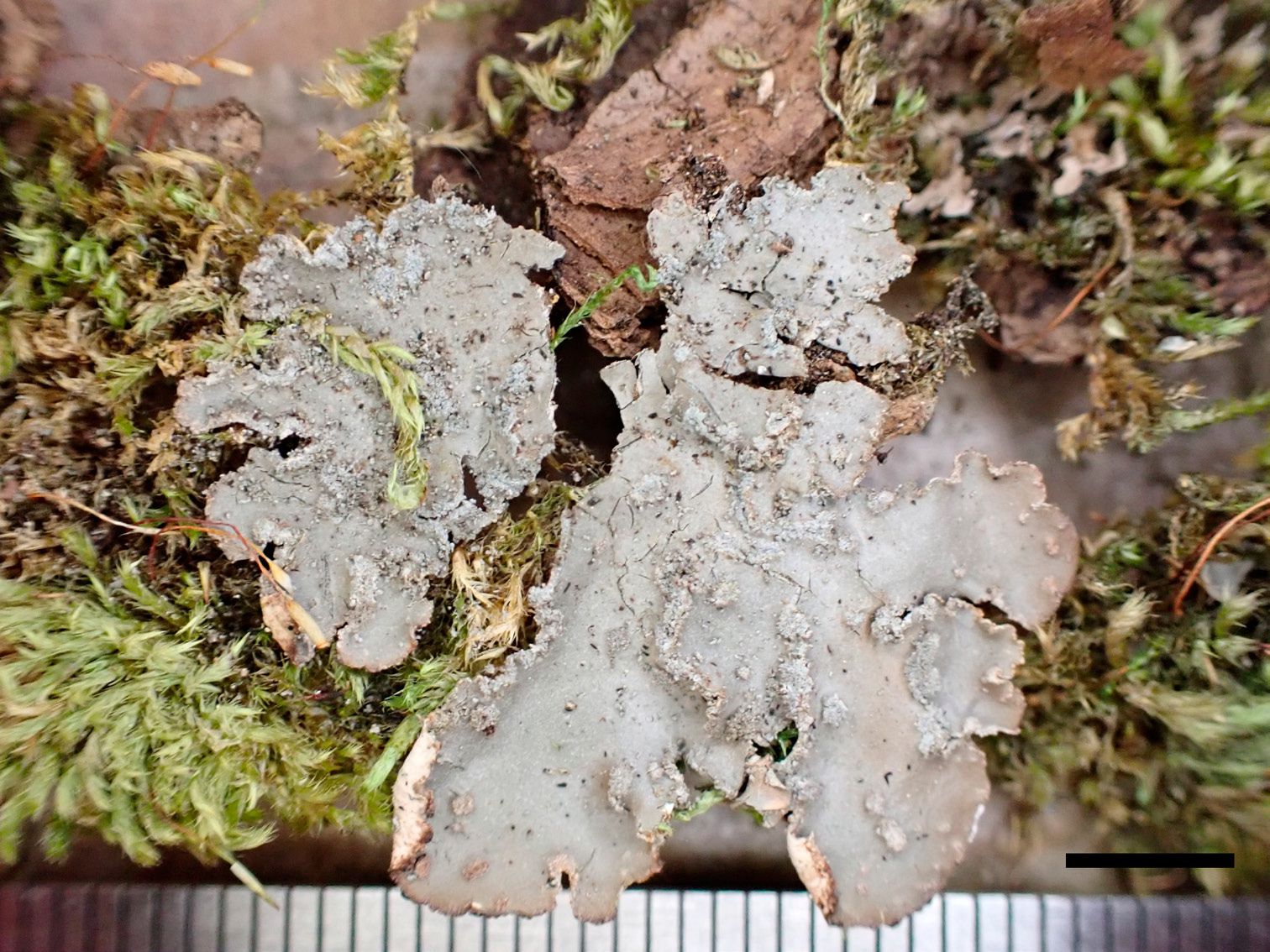 Peltigera collina