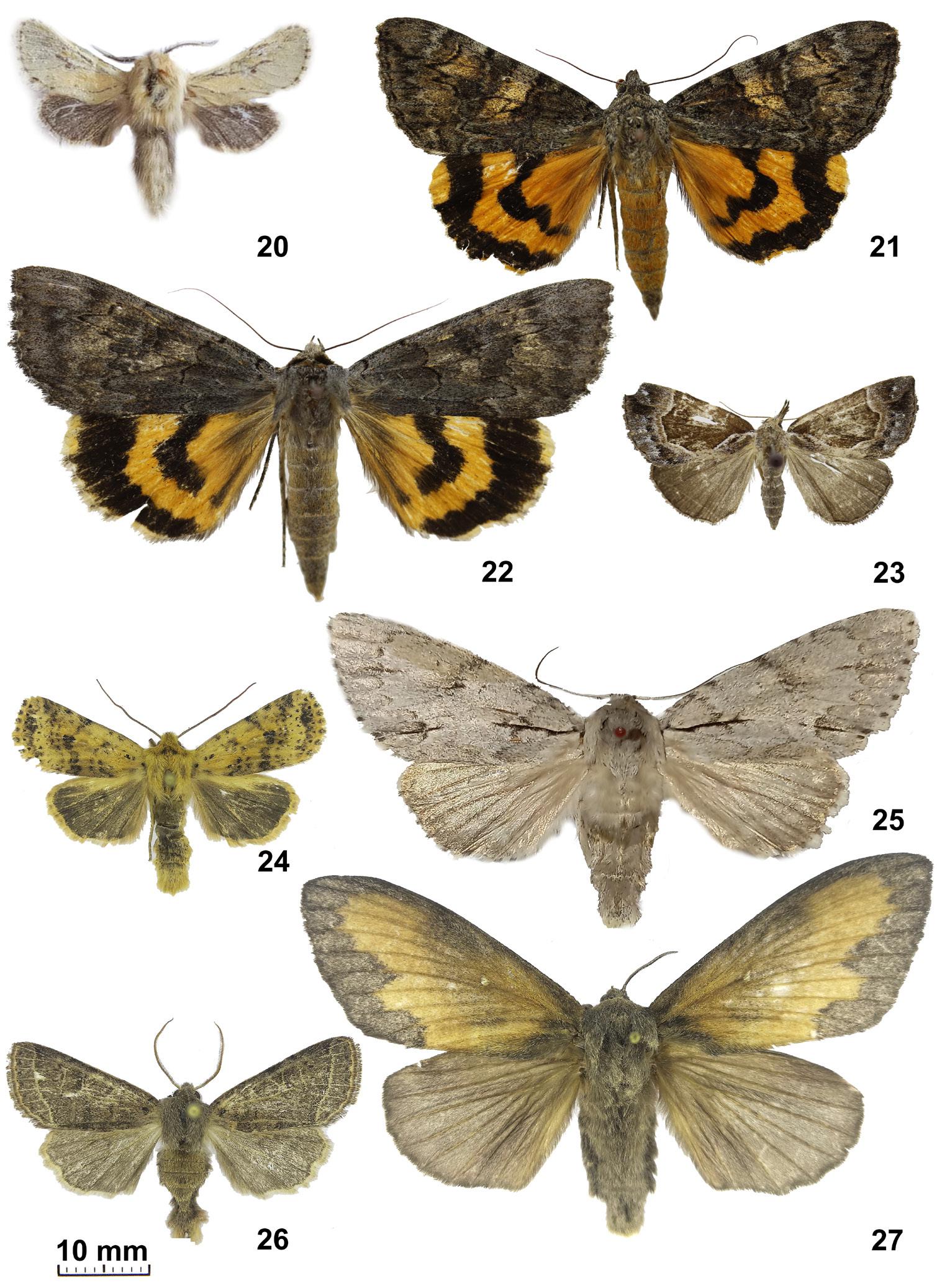 Lepidoptera specimens
