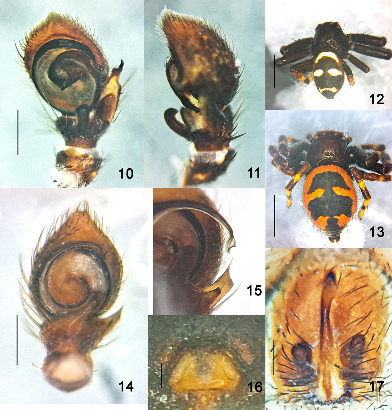 Figure 2 - Copulatory organs and habitus of Bassaniodes, Synema, and Cetonana