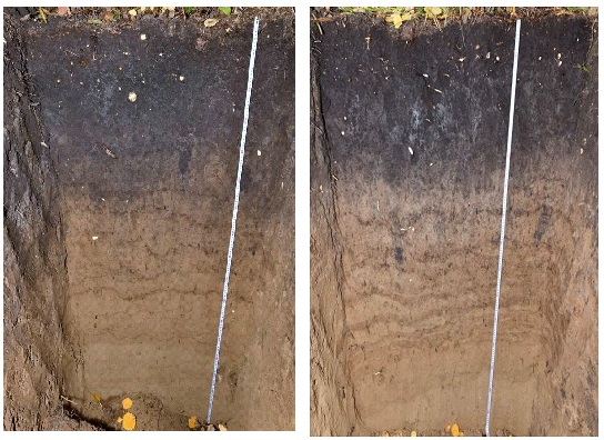 Example of studied soil profiles of Luvic Greyzemic Phaeozem