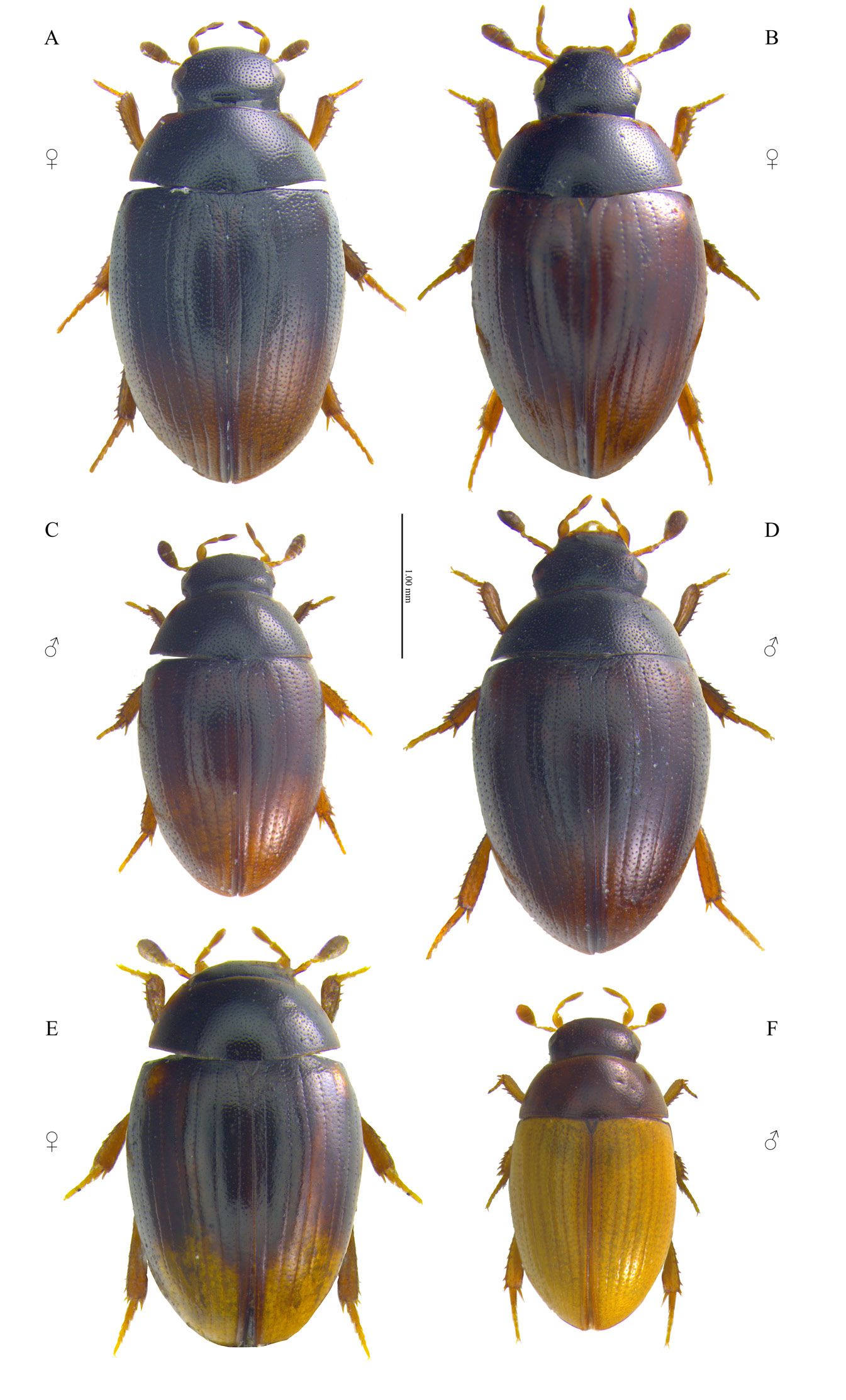 Cercyon spp., dorsal habitus