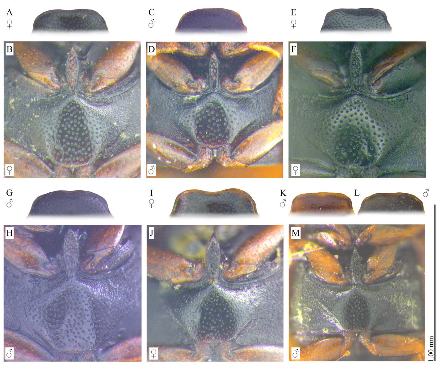 Cercyon spp., detail of morphology