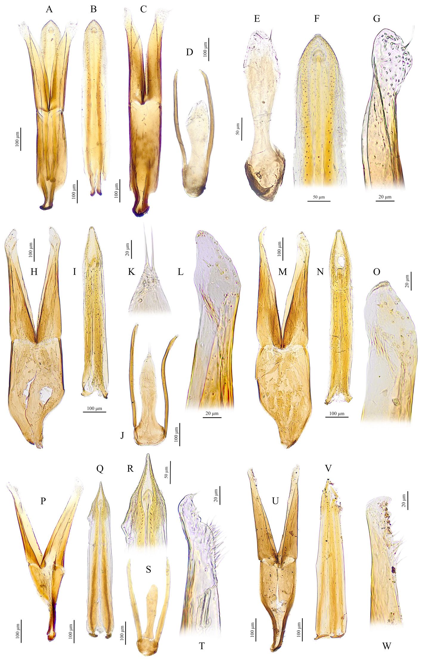 Cercyon spp., male genitalia