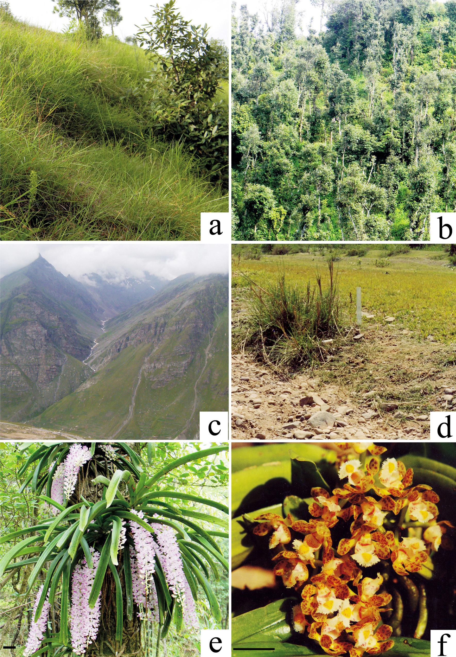 Habitat types and epiphytic orchids