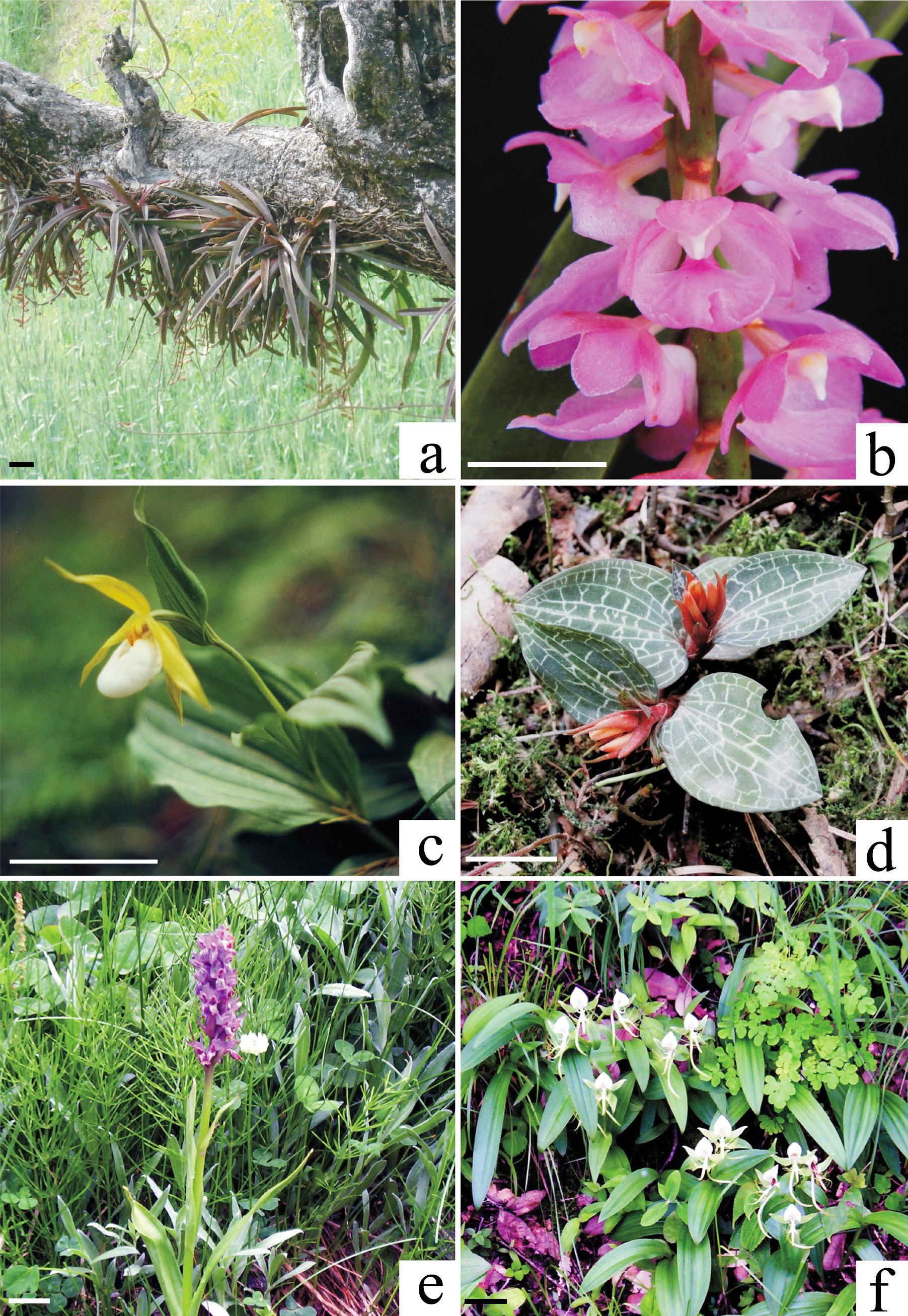 Epiphytic and terrestrial orchids