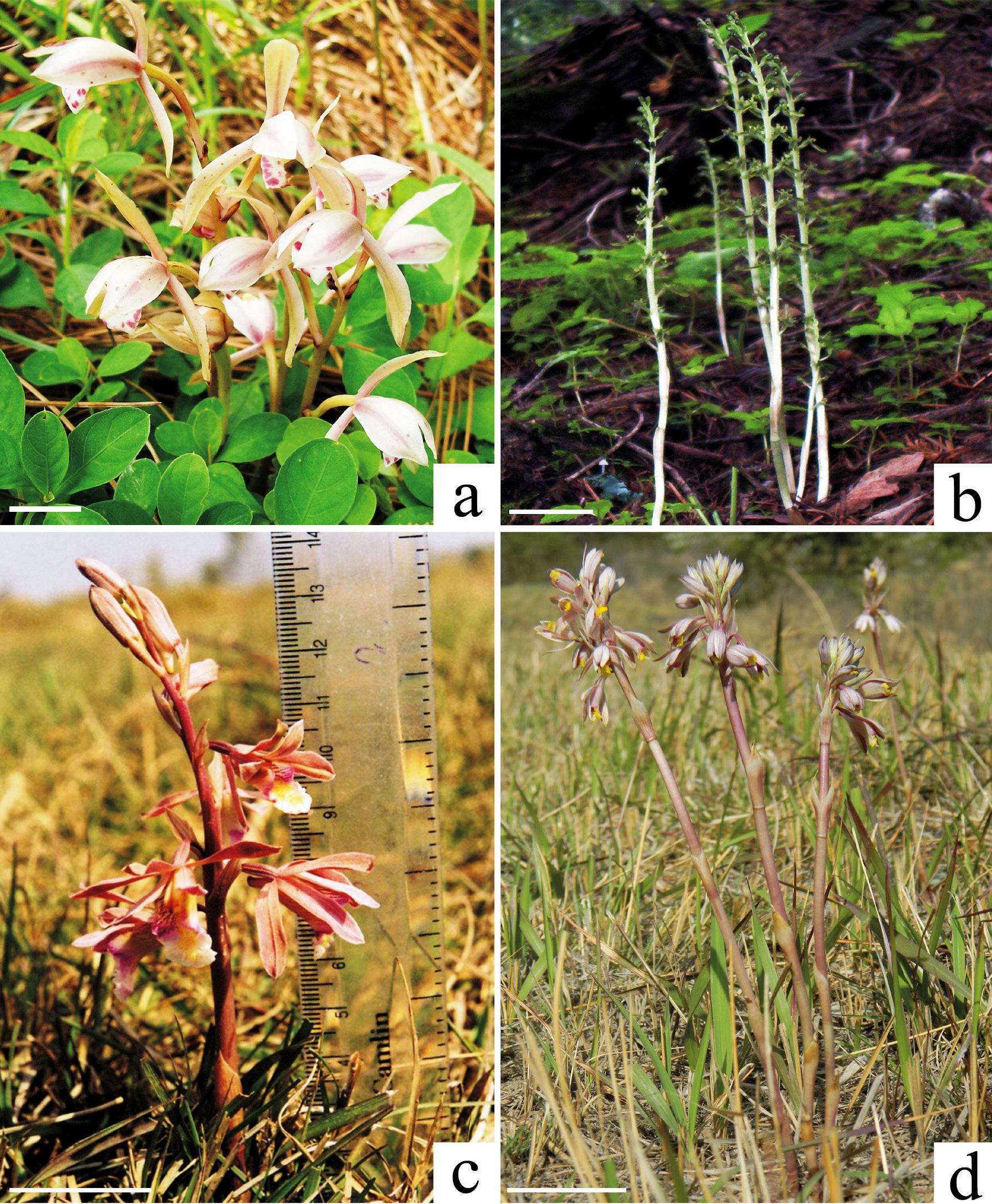 Mycoheterotrophic orchids and Eulophia species