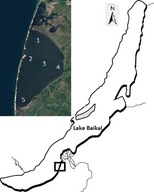 Figure 1: Map of Lake Baikal, Russia. Inset shows five sampling stations in Posolsky sor.