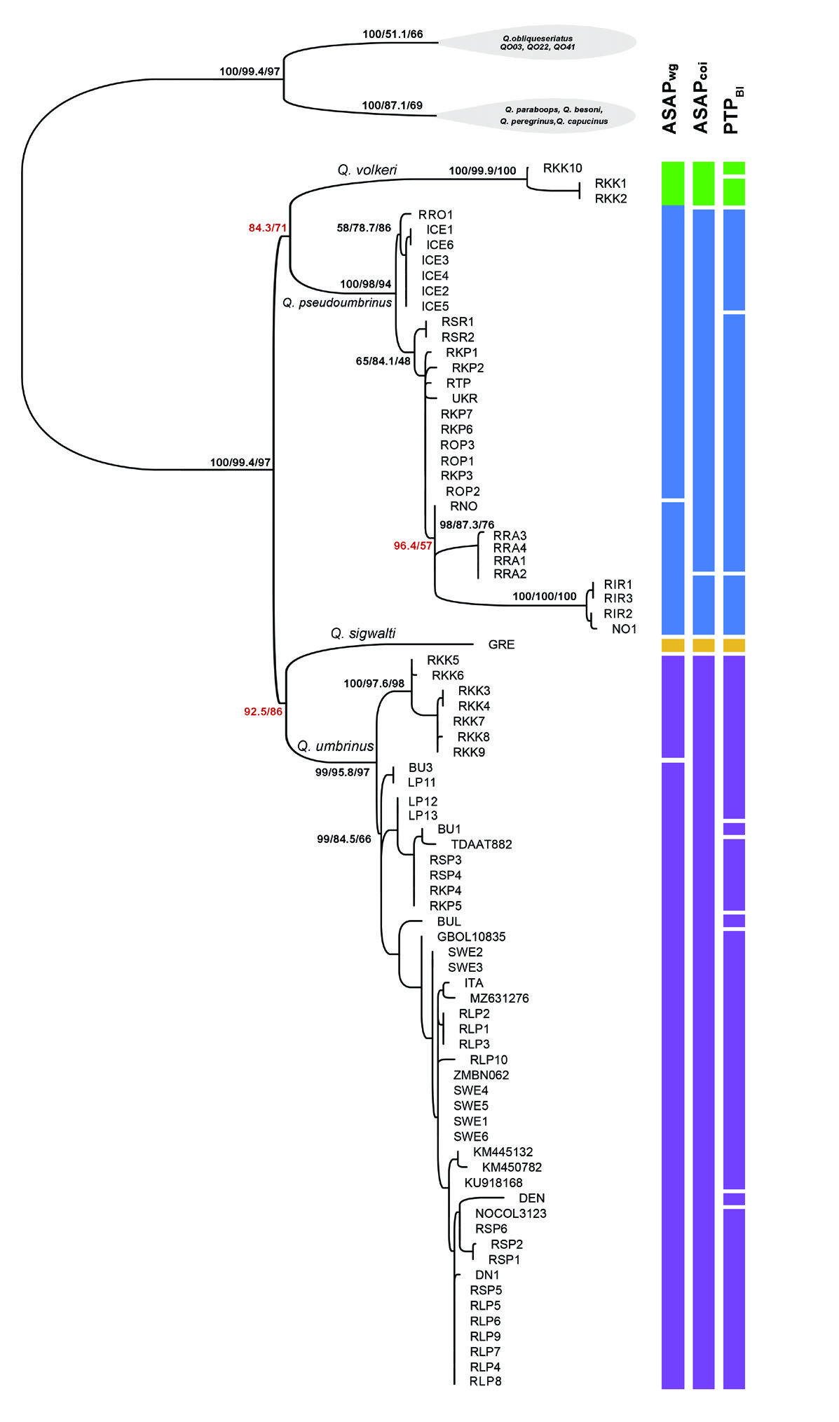 Figure 2: Phylogenetic tree of concatenated COI+wg dataset