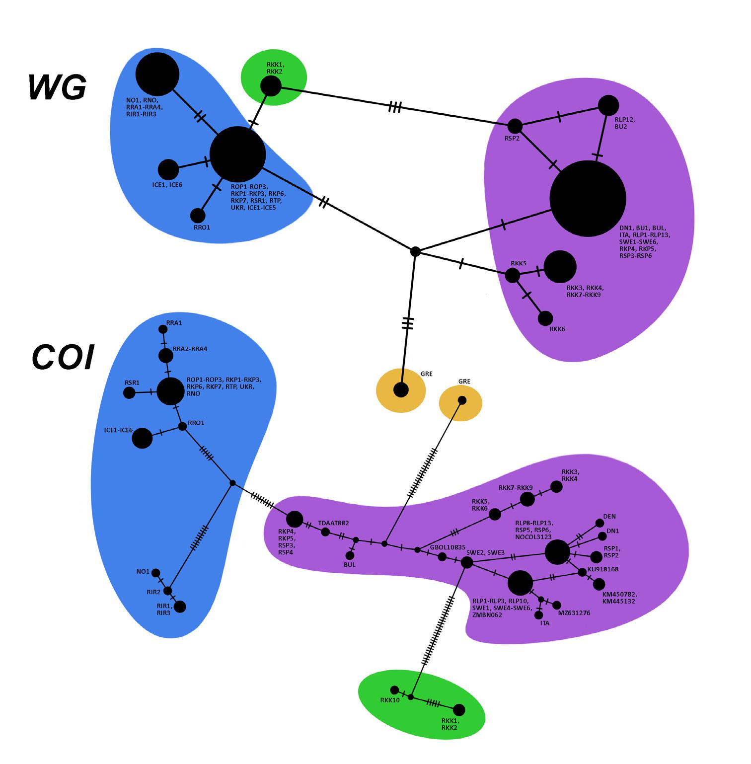 Figure 3: Haplotype network of Q. umbrinus-complex