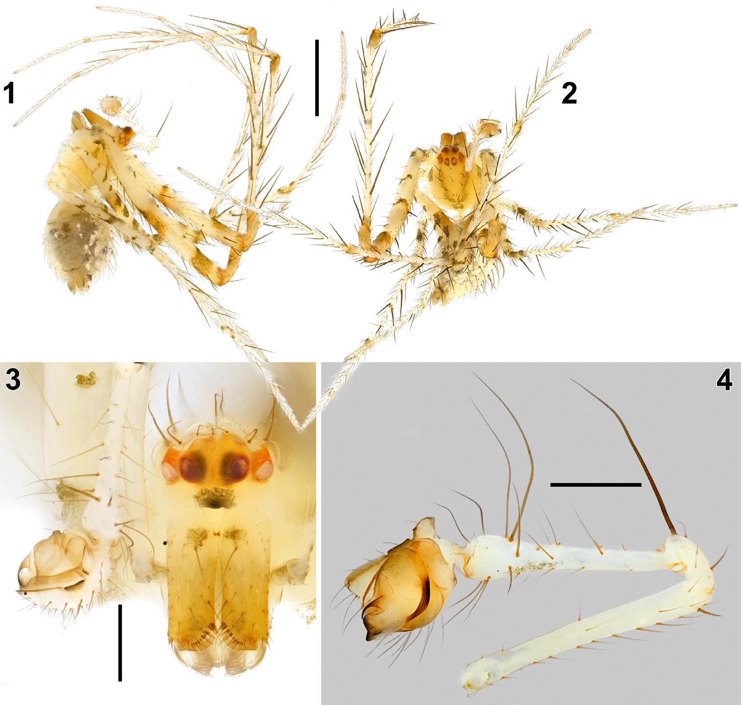 Figures 1–4. Male of Mimetus falcifer sp. n.