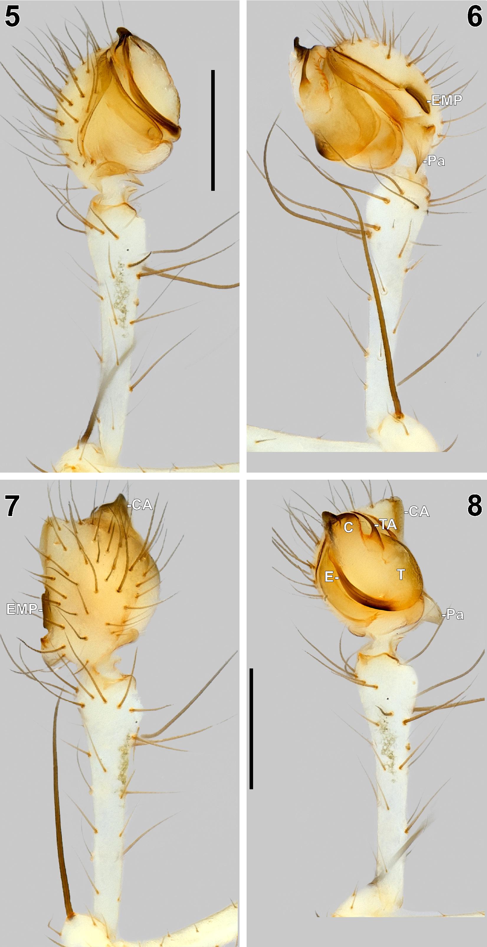 Figures 5–8. Terminal part of palp of the male Mimetus falcifer sp. n.