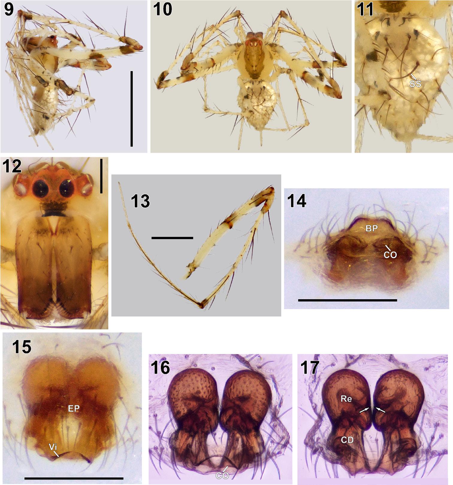 Figures 9–17. Female of Mimetus falcifer sp. n.