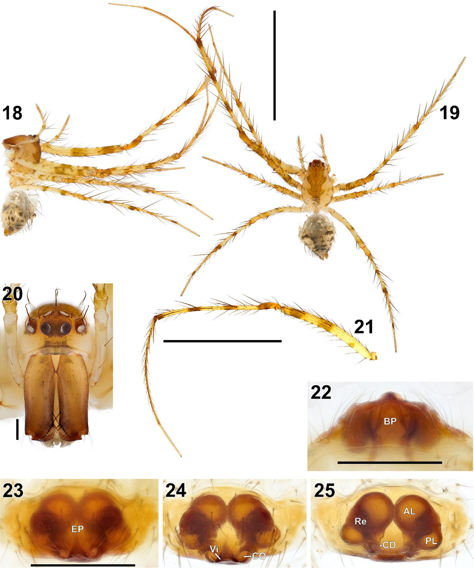 Figures 18–25. Female of Mimetus nataliae sp. n.