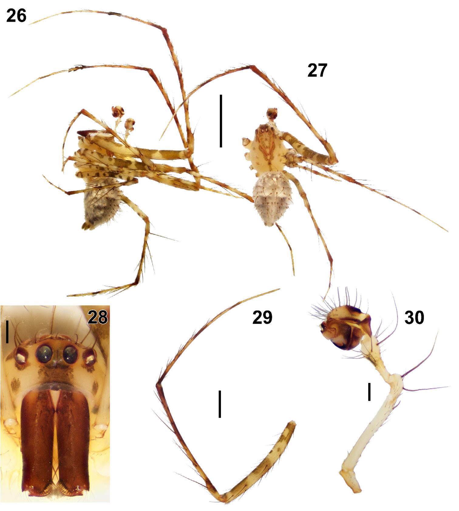 Figures 26–30. Male of Mimetus telum sp. n.