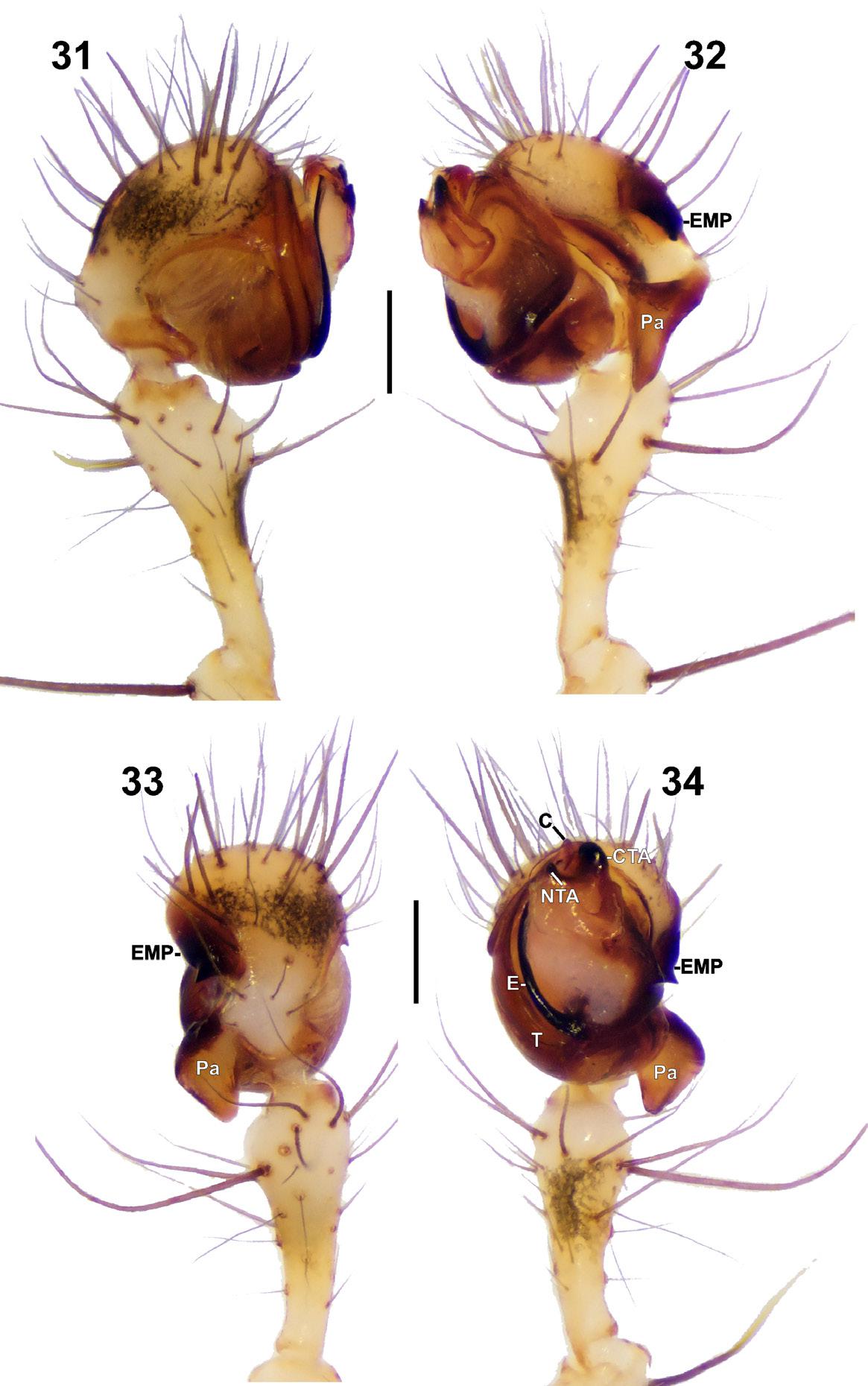 Figures 31–34. Terminal part of palp of the male Mimetus telum sp. n.
