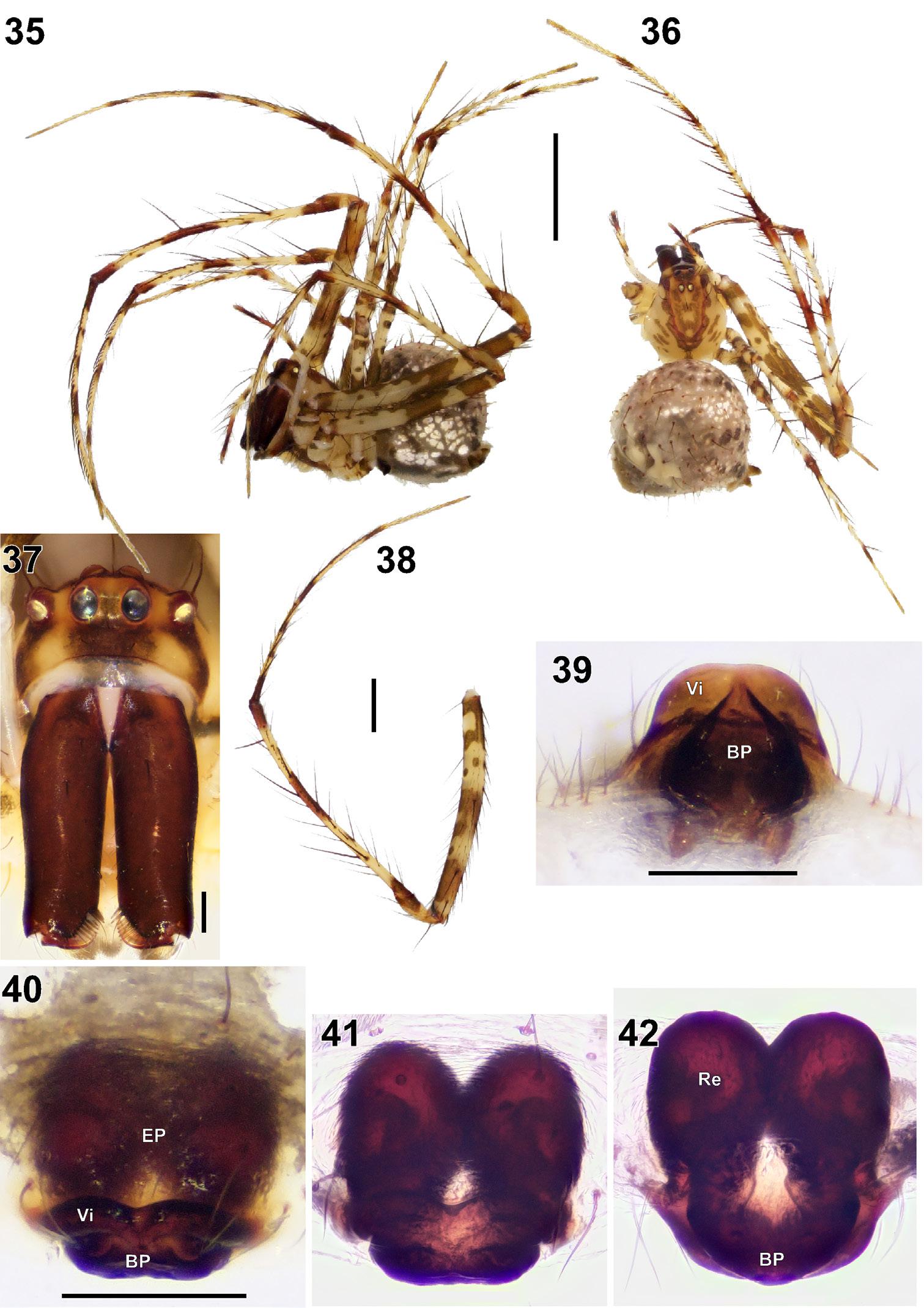 Figures 35–42. Female of Mimetus telum sp. n.