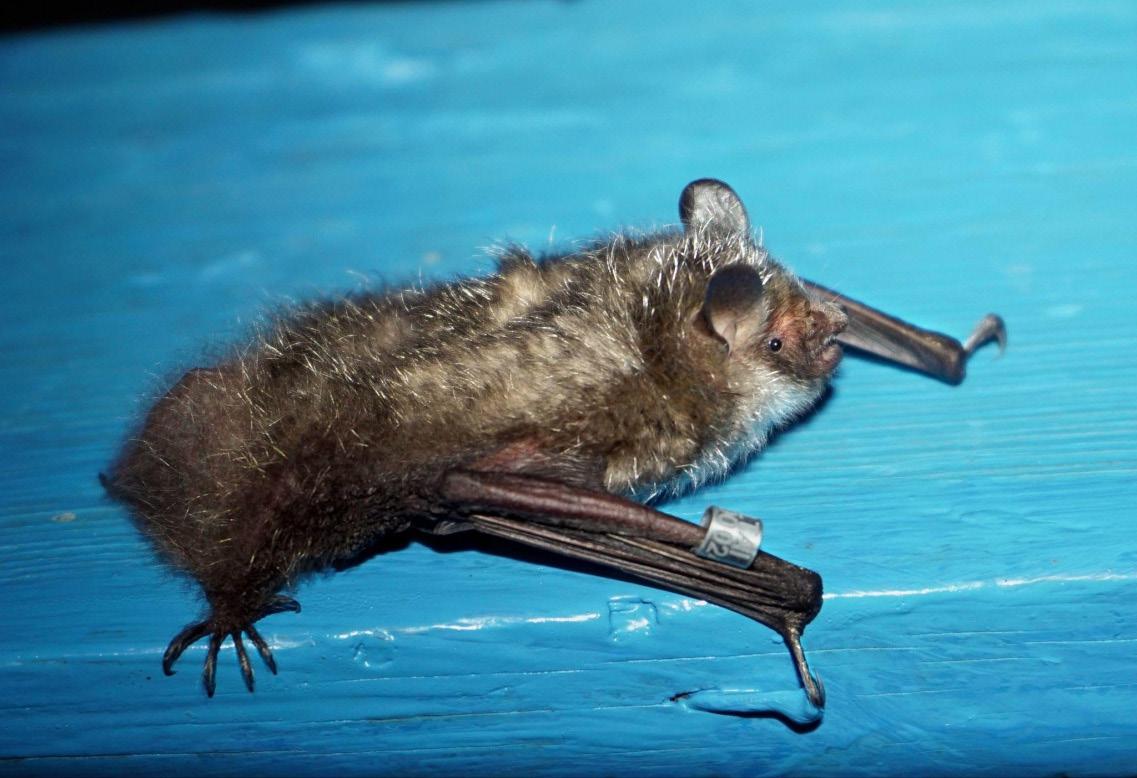 Figure 3. Murina hilgendorfi, female