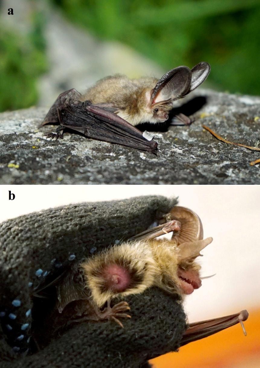Figure 5. Plecotus ognevi