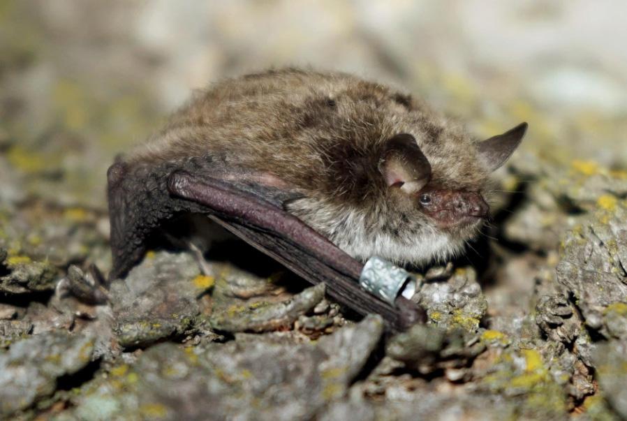 Figure 6. Myotis petax