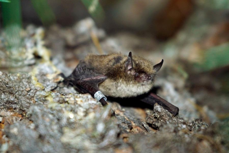 Figure 7. Myotis sibiricus