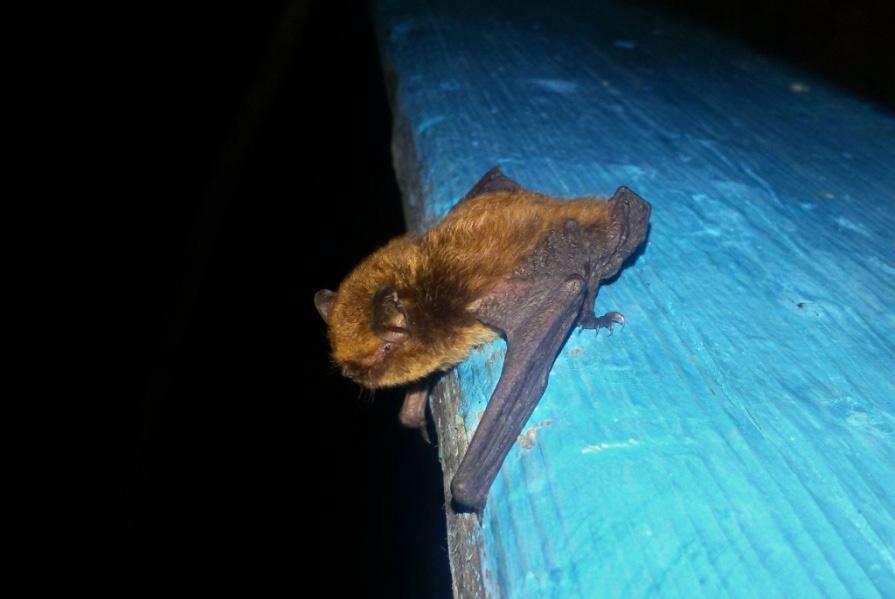 Figure 8. Myotis ikonnikovi