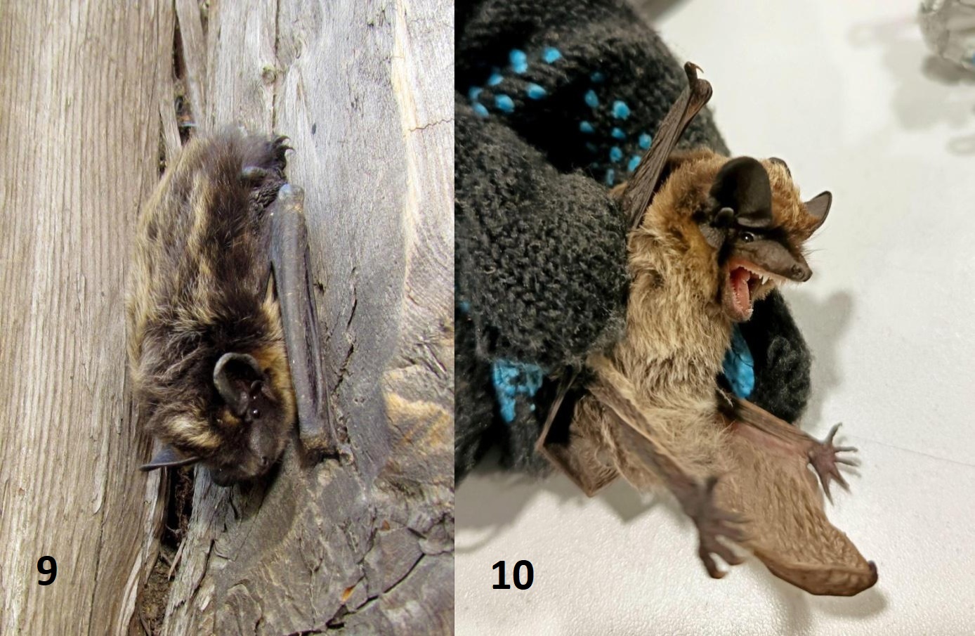 Figures 9–10. Eptesicus nilssonii and Vespertilio murinus