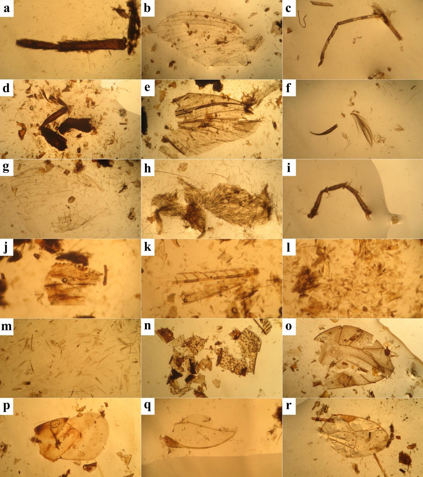 Figure 11. Arthropod fragments in bat faeces