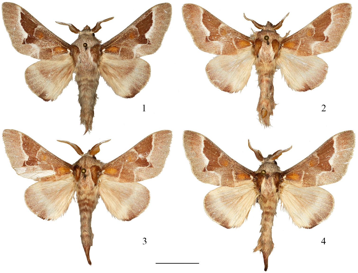 Figures 1–4. Males of Streblote primigenum. Dorsal view.