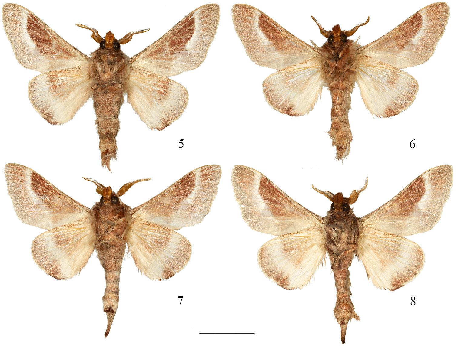Figures 5–8. Males of Streblote primigenum. Ventral view.