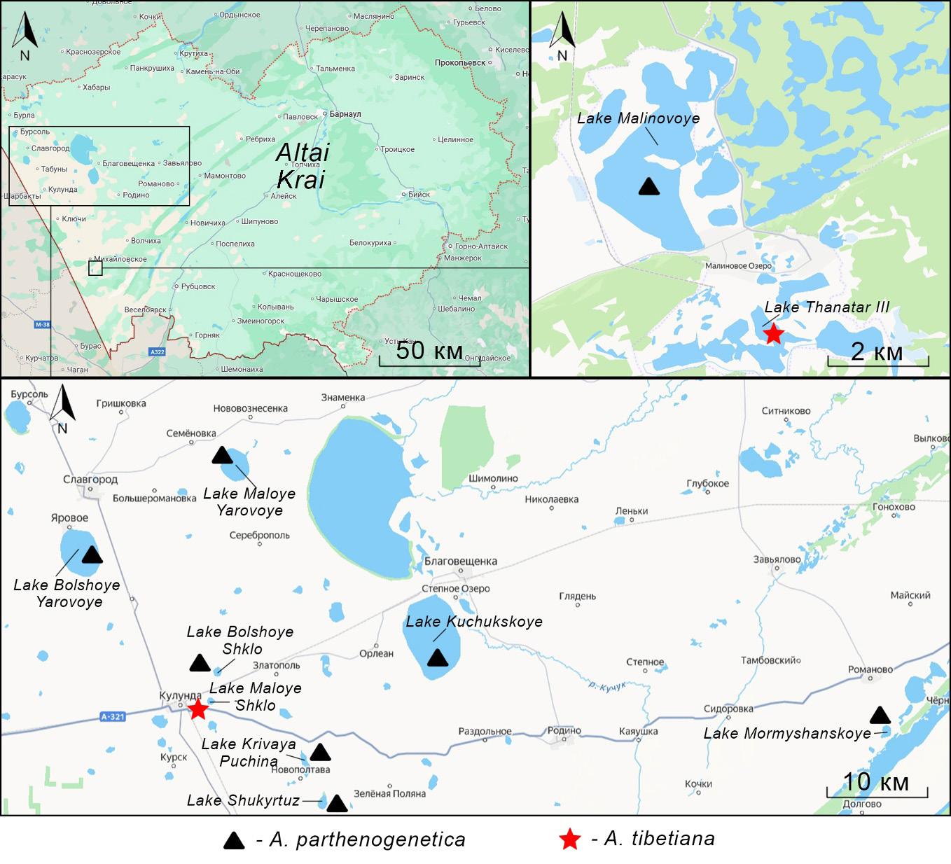 Study lakes and distribution of parthenogenetic and bisexual populations of Artemia in the south of Western Siberia