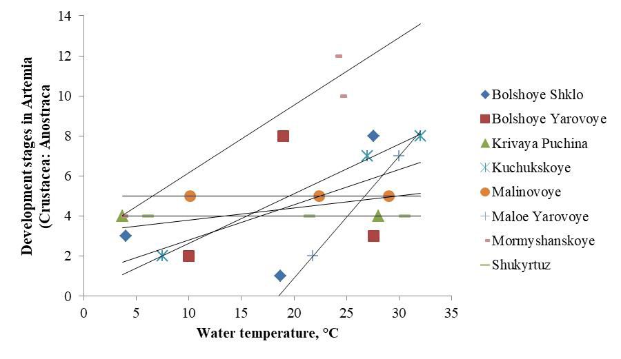 Trends in the increase in the number of age stages depending on the increase in brine temperature in different type lakes in the south of Western Siberia (April–June 2025)